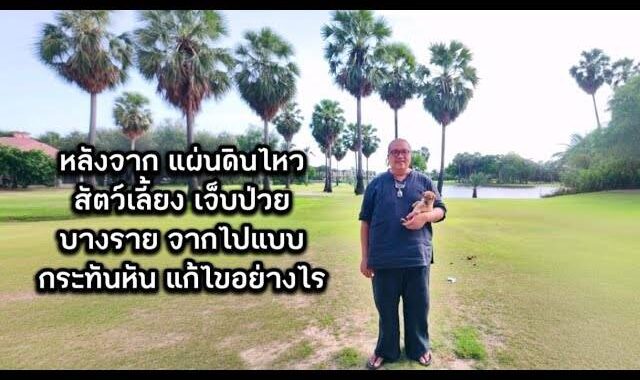 หลังจากแผ่นดินไหว สัตว์เลี้ยงเจ็บป่วย บางรายจากไปแบบกระทันหัน แก้ไขอย่างไร